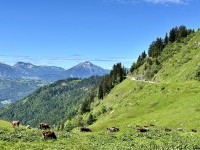 Col de Joux Plane